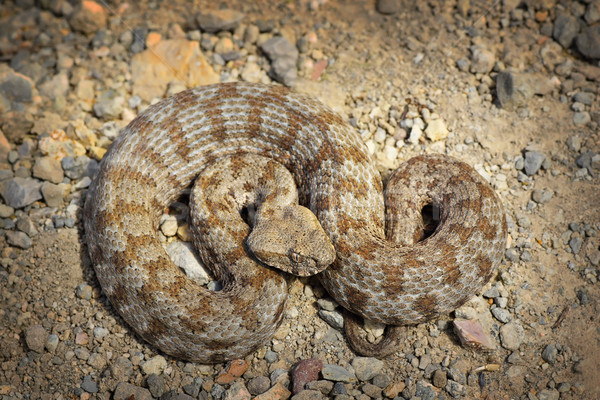 Européenne île serpent rouge liste [[stock_photo]] © taviphoto