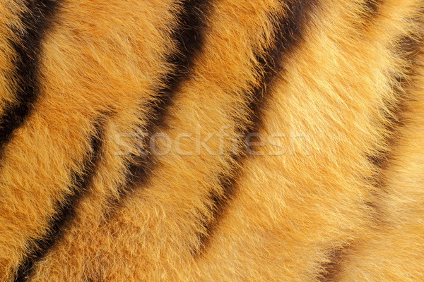 Foto stock: Pormenor · tigre · pele · colorido · natureza · gato