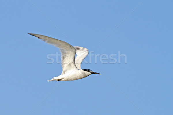 juvenile common tern, sterna hirundo Stock photo © taviphoto