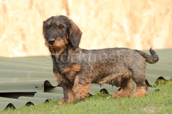 Foto stock: Cão · de · caça · quintal · em · pé · grama · cão · cabelo