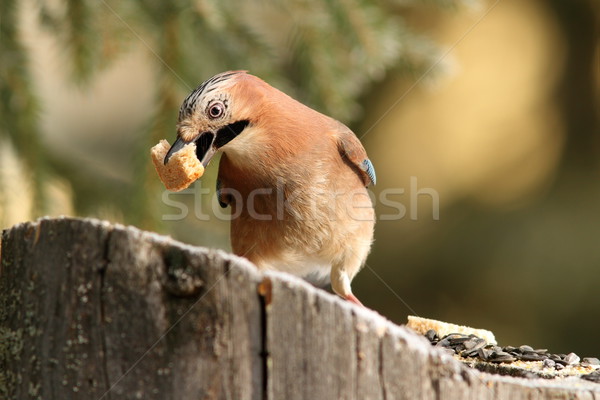 Eszik kenyér erdő természet madár tél Stock fotó © taviphoto