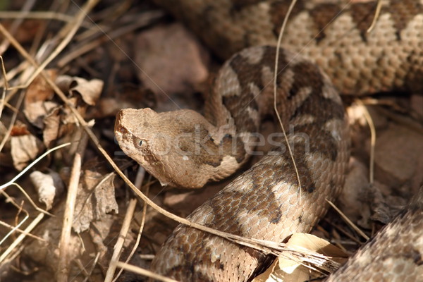 large head of vipera ammodytes Stock photo © taviphoto