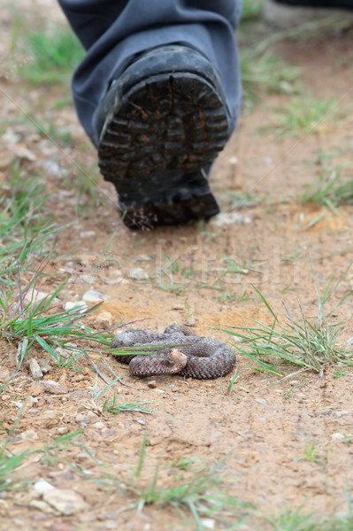 tourist stepping on venomous european snake Stock photo © taviphoto