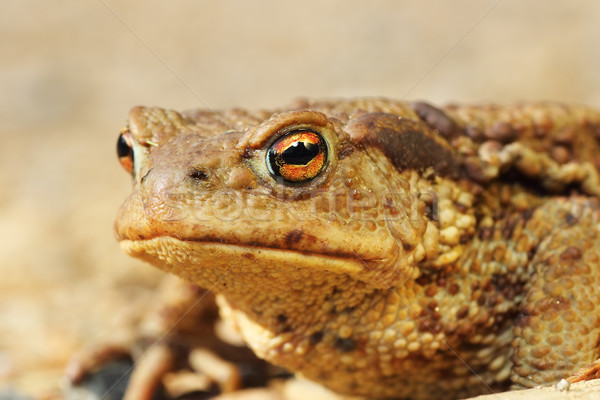 макроса портрет уродливые коричневый жаба европейский Сток-фото © taviphoto