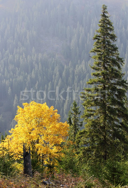 maple tree in autumn Stock photo © taviphoto