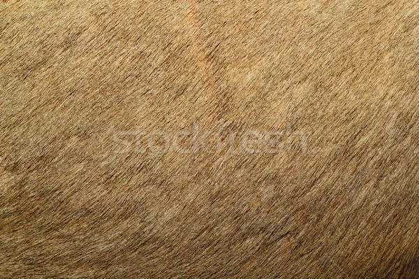 red deer textured fur Stock photo © taviphoto