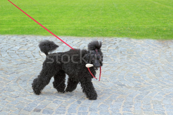 醜い 黒 犬 徒歩 公園 ストックフォト © taviphoto