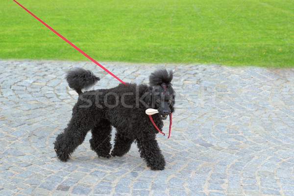 çirkin siyah köpek yürüyüş park Stok fotoğraf © taviphoto