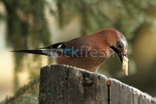 jay eating a piece of bread Stock photo © taviphoto