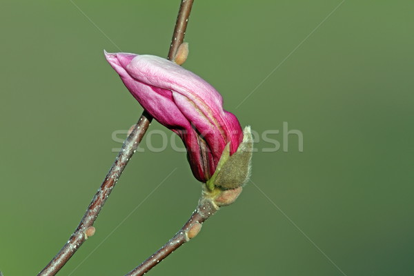 beautiful magnolia spring flower Stock photo © taviphoto