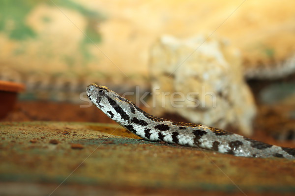 vipera palaestinae closeup Stock photo © taviphoto