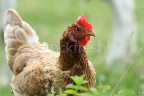 Portret brązowy kura gospodarstwa zielone na zewnątrz Zdjęcia stock © taviphoto