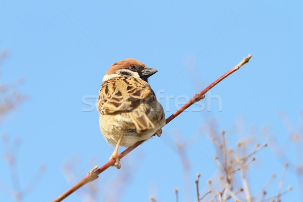 male sparrow on twig over blue sky Stock photo © taviphoto