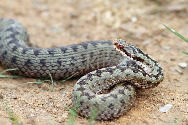 female common adder ready to strike Stock photo © taviphoto