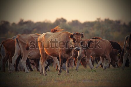 cows in beautiful orange twilight Stock photo © taviphoto