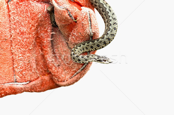 Europeu venenoso serpente vermelho couro luva Foto stock © taviphoto