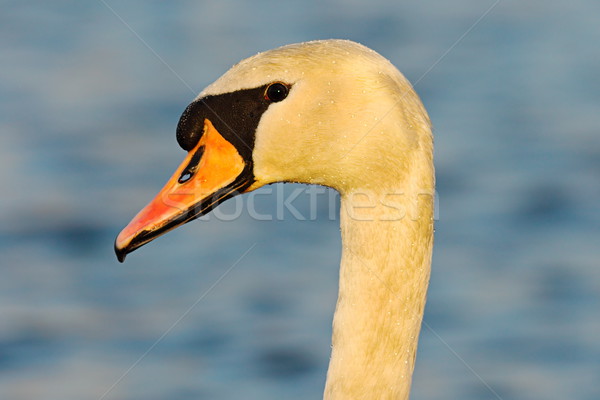 Foto stock: Retrato · silenciar · cisne · azul · fuera