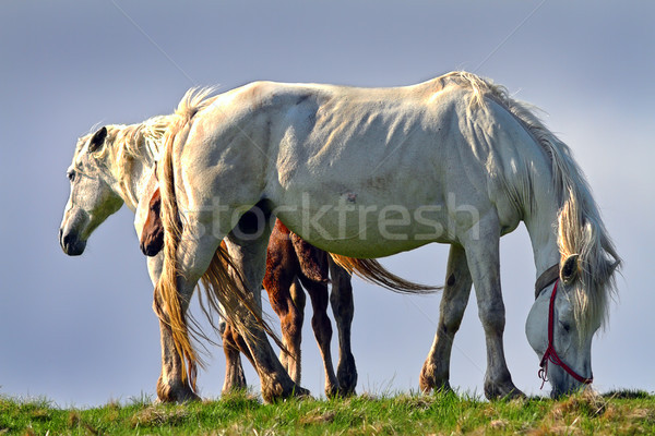 красивой лошадей горные Румыния весны Сток-фото © taviphoto