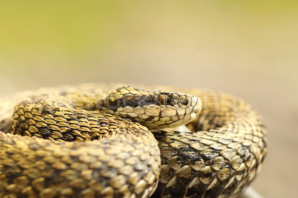 portrait of female meadow adder basking Stock photo © taviphoto