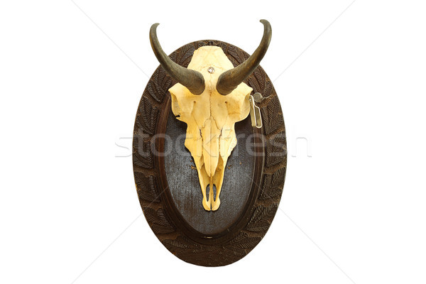 Chasse trophée isolé blanche chamois crâne Photo stock © taviphoto