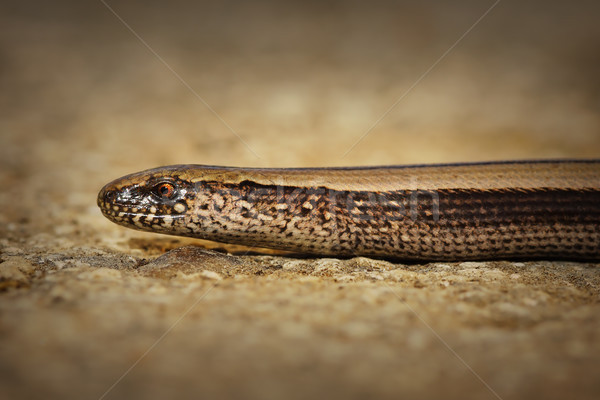 Stockfoto: Jeugdig · vertragen · worm · oog · gezicht