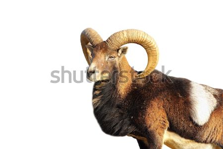 Trofeu mare berbec alfa masculin turma Imagine de stoc © taviphoto