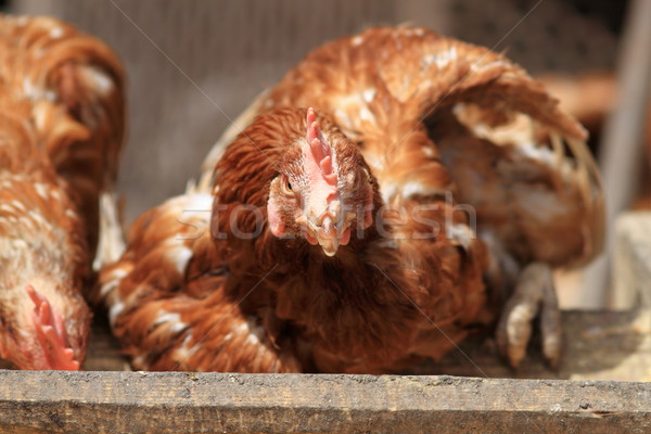 Foto stock: Feio · nervoso · galinha · retrato · olhando · em · linha · reta