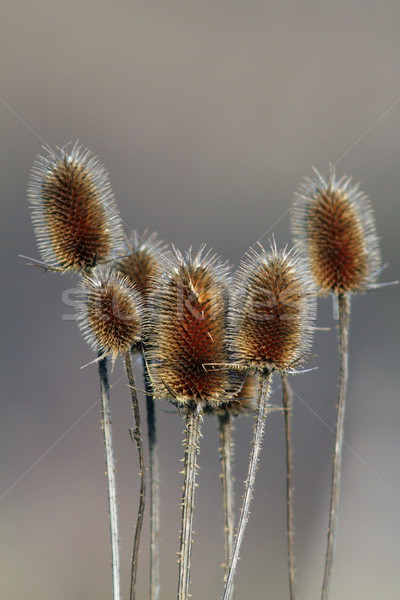 faded thorns Stock photo © taviphoto