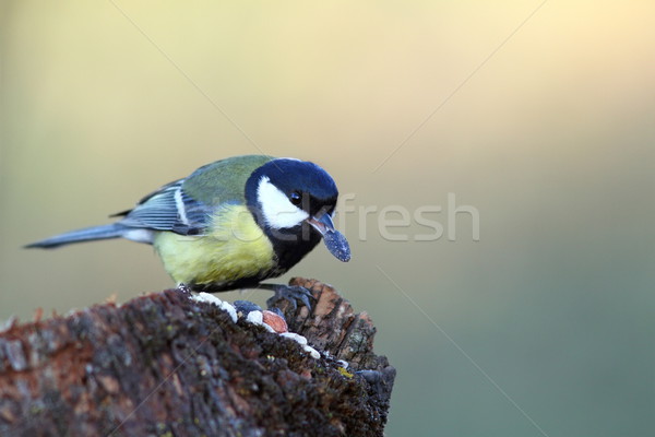 hungry great tit eating seed Stock photo © taviphoto