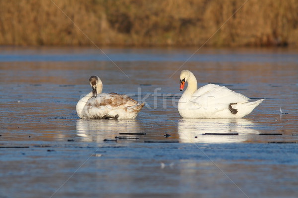 adult and juvenile swans on ice Stock photo © taviphoto