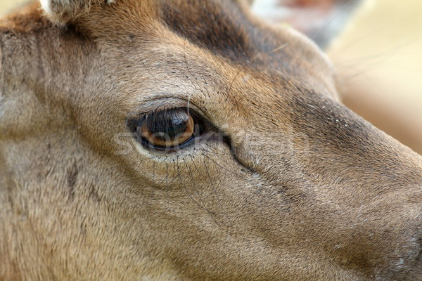 detail on fallow deer buck eye Stock photo © taviphoto