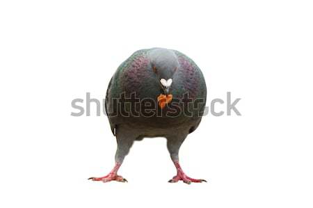 isolated pigeon coming towards camera Stock photo © taviphoto