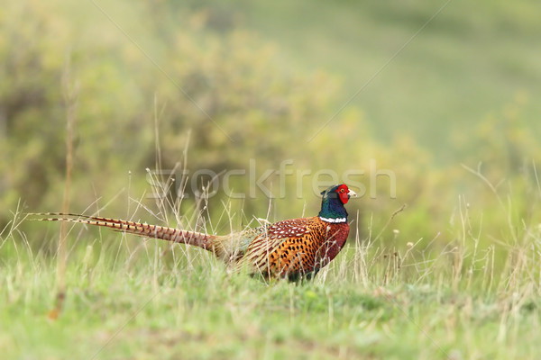 male pheasant in green grass Stock photo © taviphoto