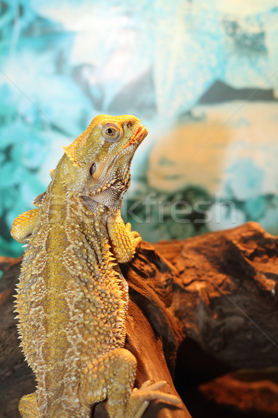 Barbuto Dragon natura deserto arancione Foto d'archivio © taviphoto