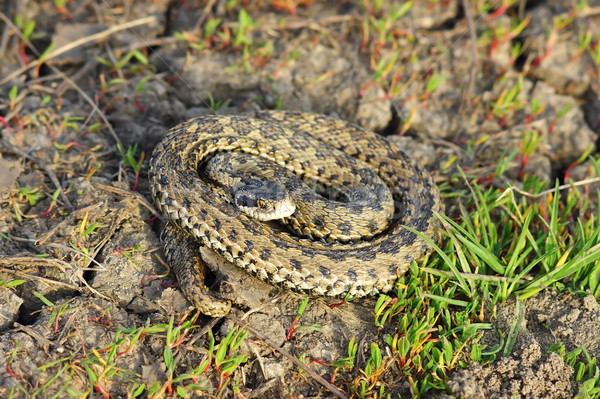 Stock photo: meadow adder in natural habitat