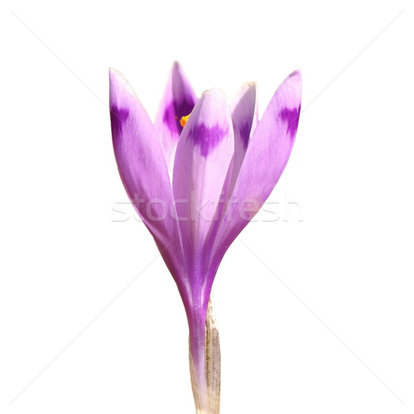Stockfoto: Geïsoleerd · voorjaar · krokus · saffraan · witte