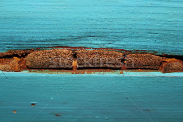 fungal mold on old spruce planks Stock photo © taviphoto