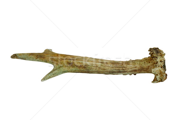 Stock photo: isolated roebuck real horn