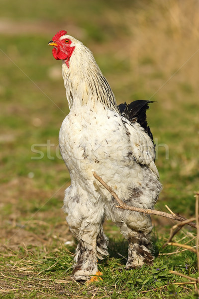 large rooster near the farm Stock photo © taviphoto