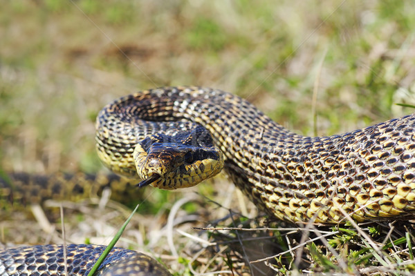 [[stock_photo]]: Agressif · serpent · prêt · grève · attaquer · poste