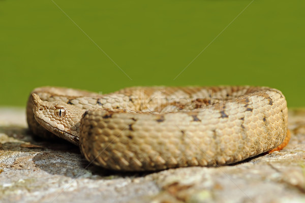 Foto d'archivio: Pericoloso · serpente · pietra · verde · fuori · focus