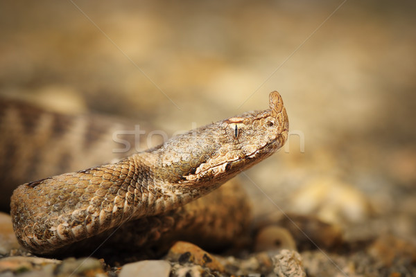 Makro erschossen Nase Sand Schlange Kopf Stock foto © taviphoto