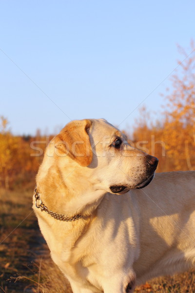 Vadászkutya erdő arany labrador kutya szépség Stock fotó © taviphoto
