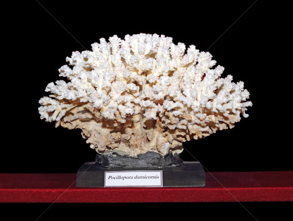 beautiful coral displayed on dark background Stock photo © taviphoto