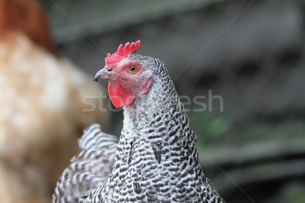 striped hen in the farmyard Stock photo © taviphoto