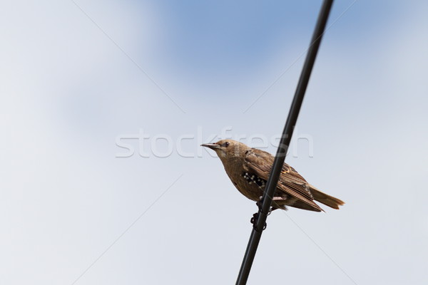 Stock photo: starling standing on electric wire