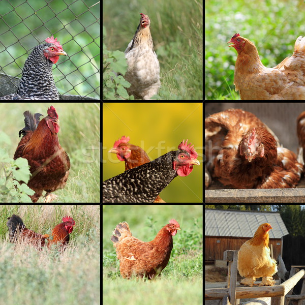 images of hens and roosters Stock photo © taviphoto