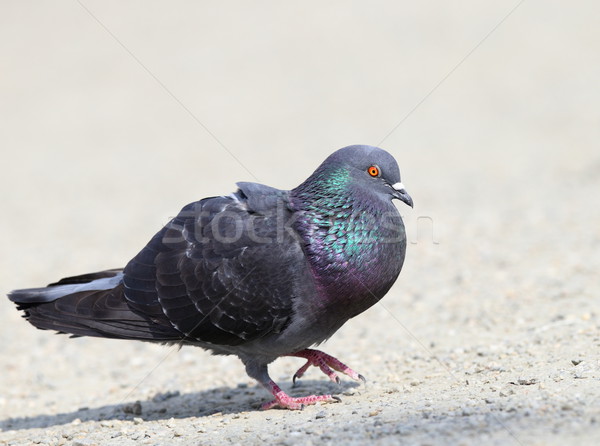 male pigeon in mating season Stock photo © taviphoto
