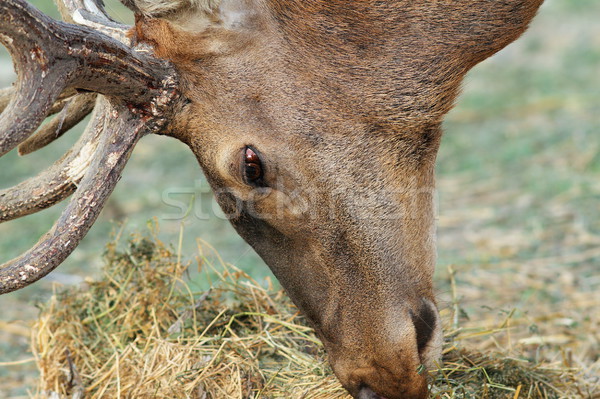 detail of red deer grazing Stock photo © taviphoto