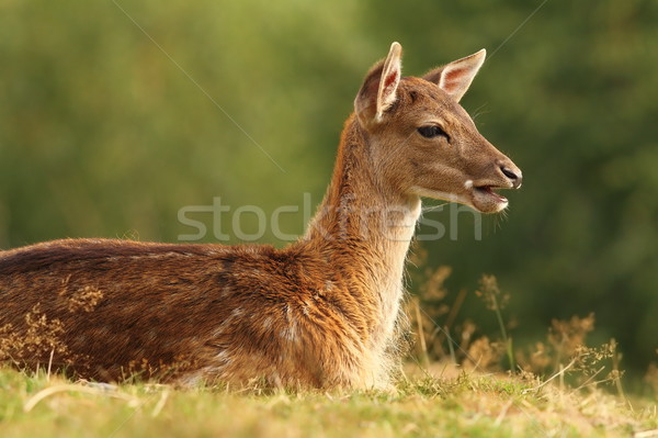 young fallow deer on a meadow Stock photo © taviphoto